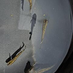 めだか  メダカ 赤琥珀 1ペアの画像