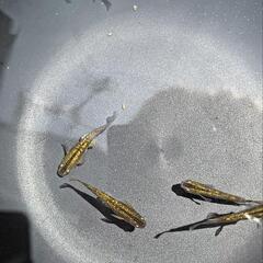 めだか  メダカ 赤琥珀 1ペアの画像