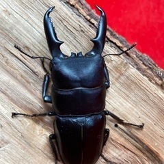 ゴトウヒラタ  74mm 取引中❗️の画像