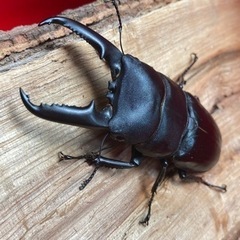 ゴトウヒラタ  74mm 取引中❗️