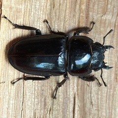 ゴトウヒラタ  74mm 取引中❗️の画像