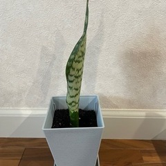 (決まりました)観葉植物 サンスベリア 亀裂有り 青い鉢の画像