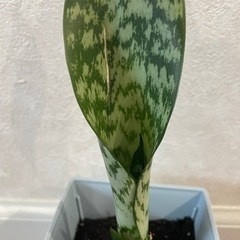 (決まりました)観葉植物 サンスベリア 亀裂有り 青い鉢の画像