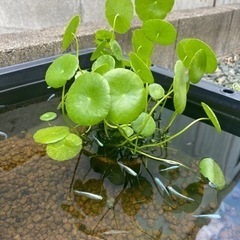 水草　ウォーターマッシュルーム