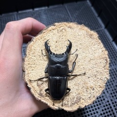 サキシマヒラタクワガタ　ペアの画像