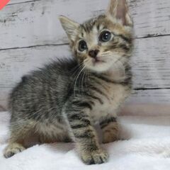 子猫だらけの譲渡会 in funnyCat  2023/8/5 ㈯