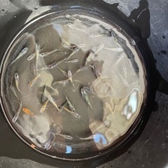 お譲り先決まりました　メダカ　オーロララメブラックの画像