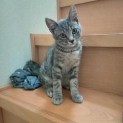 グレー？　サバトラ？　仔猫の里親さん　☆決定☆
