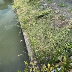 草刈り後の回収引き取り処分　(東与賀)