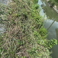 草刈り後の回収引き取り処分　(東与賀) - 佐賀市