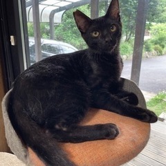 生後8ヶ月イケメン黒猫タッキーくん
