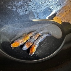 メダカ 三色ラメ 【幼魚、稚魚】の画像