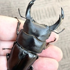 オオクワガタ　新成虫　♂77.5mm ♀50.5mm