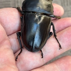 オオクワガタ　新成虫　♂77.5mm ♀50.5mmの画像