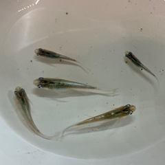 星河ヒレナガメダカ　成魚　5匹の画像