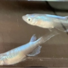 星河ヒレナガメダカ　成魚　5匹の画像