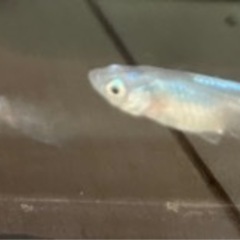 星河ヒレナガメダカ　成魚　5匹