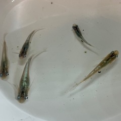 星河ヒレナガメダカ　成魚　5匹の画像