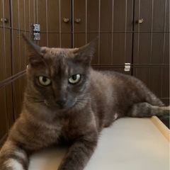 ママ猫の里親募集
