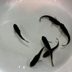 オロチメダカ　成魚　6匹