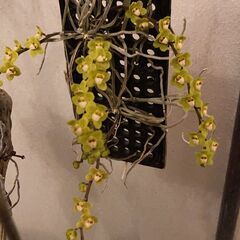 洋ラン　原種　無葉蘭　キロスキスタ　ビリディフラバ