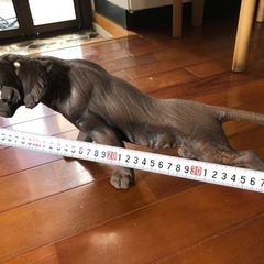 虎の置物の画像