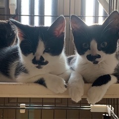 子猫４兄弟の里親募集 - 日立市