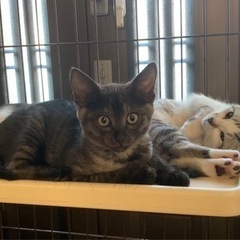 子猫４兄弟の里親募集 - 猫