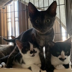 子猫４兄弟の里親募集