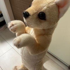 たっちぃzooわんこの画像