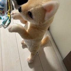 たっちぃzooわんこの画像