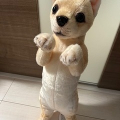 たっちぃzooわんこの画像