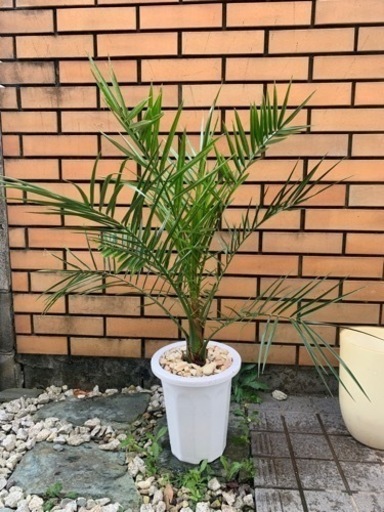 ヤシ　カナリーヤシ　Phoenix canariensis