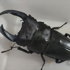 ☆★☆国産オオクワガタ　能勢YG大型血統　超大型☆★☆