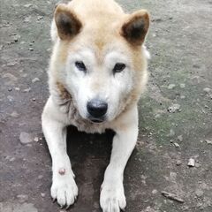 里親募集　柴犬　おじいちゃん