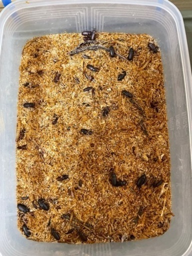 ミルワーム　生き餌　飼育セット