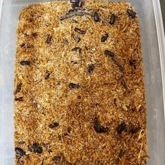 ミルワーム　生き餌　飼育セット