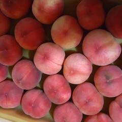 あかつき・まどか　わけあり桃1kg200円、2kgより1kg単位...