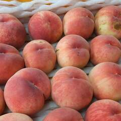 あかつき　わけあり桃1kg200円、2kgより1kg単位で【特別栽培】福島市の画像