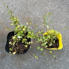 ワイヤープランツ