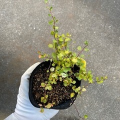 ワイヤープランツの画像