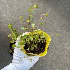 ワイヤープランツの画像