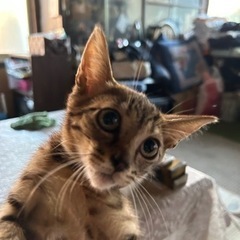 保護した子猫2匹