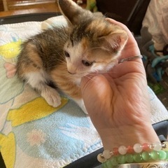 多頭飼育から保護