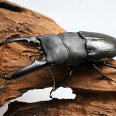 ツシマヒラタクワガタ　♂♀ペアー