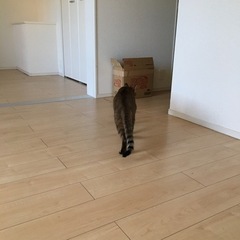 猫を運ぶキャリーを貸してください