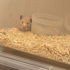 キンクマハムスター受付中