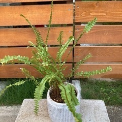 観葉植物　セッカタマシダ　小の画像