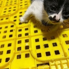 ハチワレ　1ヶ月くらい