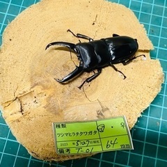 ⑤【お取引中】ツシマヒラタクワガタ　新成虫ペアの販売